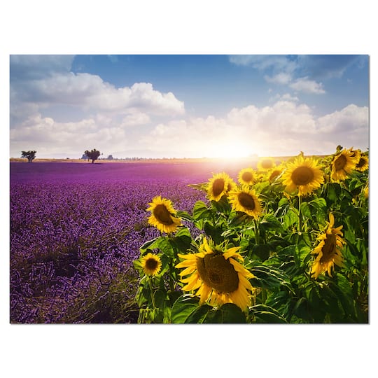 Designart - Lavender and Sunflower Fields